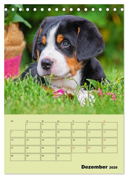 Produktbild: Familienplaner Gro&szlig;er Schweizer Sennenhund (Tischkalender 2026 DIN A5 hoch), CALVENDO Monatskalender