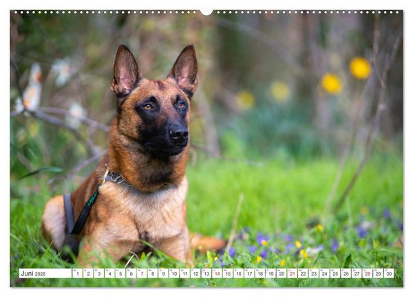 Produktbild: Malinois - belgischer Sch&auml;ferhund (hochwertiger Premium Wandkalender 2026 DIN A2 quer), Kunstdruck in Hochglanz