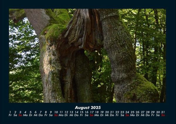 Produktbild: Waldzauber 2025 Fotokalender DIN A4
