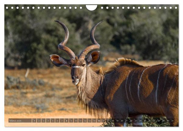 Produktbild: S&uuml;dafrika - Die Tierwelt (Wandkalender 2026 DIN A4 quer), CALVENDO Monatskalender
