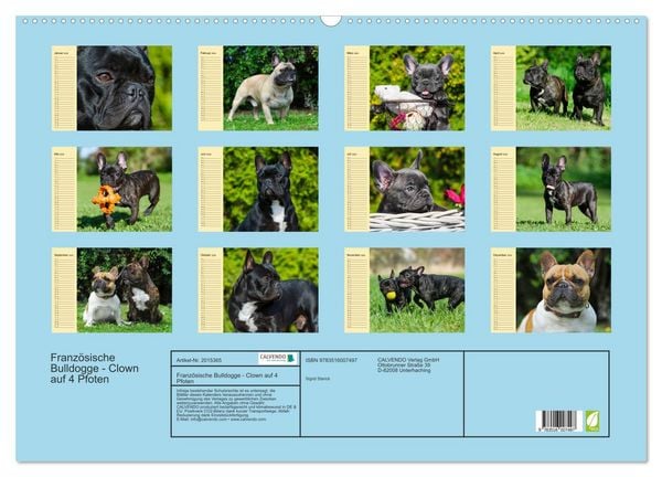 Produktbild: Franz&ouml;sische Bulldogge - Clown auf 4 Pfoten (Wandkalender 2026 DIN A2 quer), CALVENDO Monatskalender