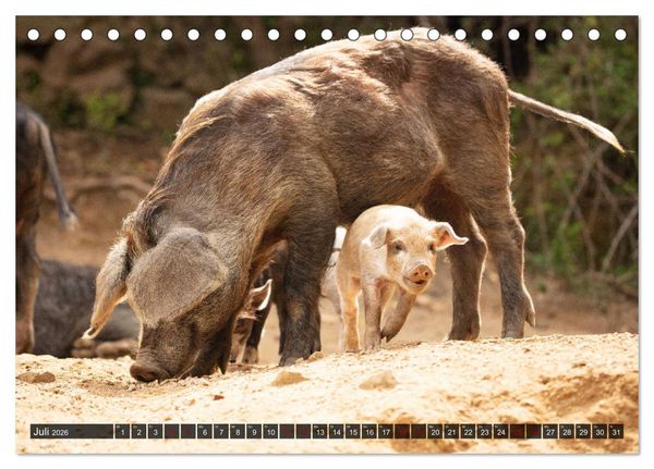 Produktbild: Korsika - s&uuml;&szlig;e, wilde Schweinchen (Tischkalender 2026 DIN A5 quer), CALVENDO Monatskalender
