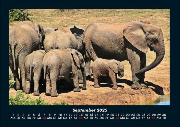 Produktbild: Der Elefantenkalender 2025 Fotokalender DIN A4
