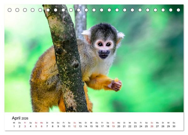 Produktbild: Totenkopfaffen (Tischkalender 2026 DIN A5 quer), CALVENDO Monatskalender