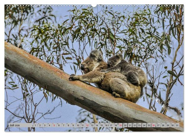 Produktbild: Australische Koalas (Wandkalender 2026 DIN A2 quer), CALVENDO Monatskalender
