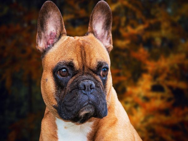 Produktbild: CALVENDO Puzzle Nachdenklich | 1000 Teile Lege-Gr&ouml;&szlig;e 64x48cm Foto-Puzzle f&uuml;r gl&uuml;ckliche Stunden