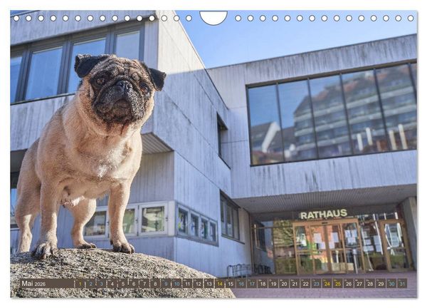 Produktbild: Reinbek mopsfidel (Wandkalender 2026 DIN A4 quer), CALVENDO Monatskalender