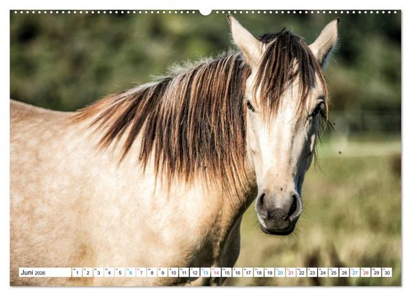 Produktbild: Durch das Jahr mit dem Connemara Pony Holly (hochwertiger Premium Wandkalender 2026 DIN A2 quer), Kunstdruck in Hochglanz