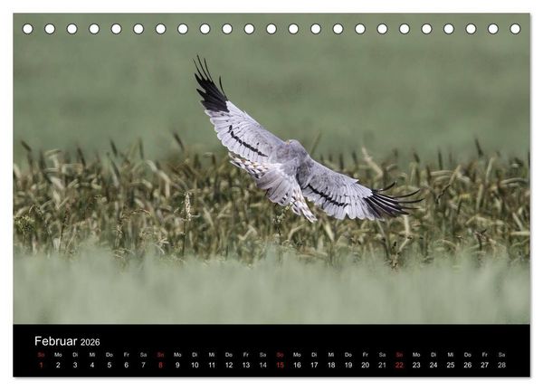 Produktbild: Wiesenweihen in Deutschland (Tischkalender 2026 DIN A5 quer), CALVENDO Monatskalender