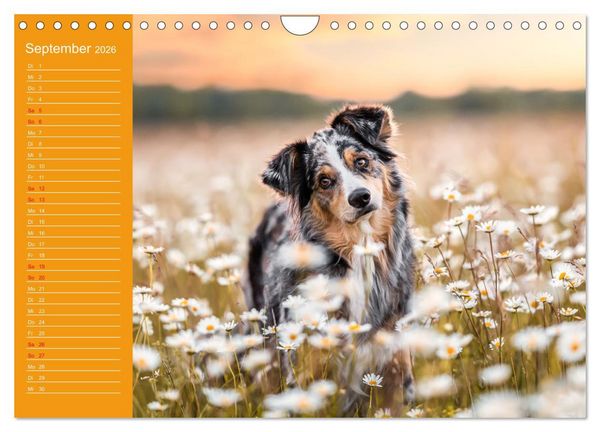Produktbild: Hunde im Fokus (Wandkalender 2026 DIN A4 quer), CALVENDO Monatskalender