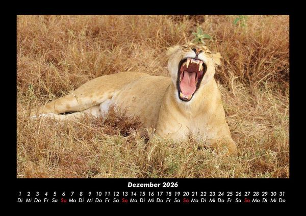 Produktbild: L&ouml;wen in der Wildnis 2026 Fotokalender DIN A3