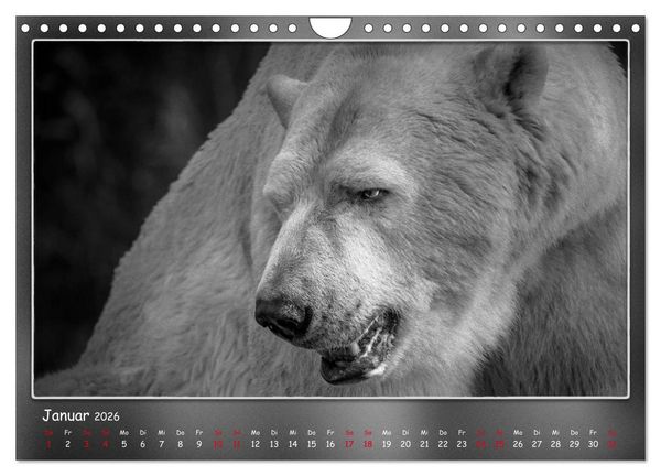 Produktbild: Tieren ins Gesicht geschaut (Wandkalender 2026 DIN A4 quer), CALVENDO Monatskalender