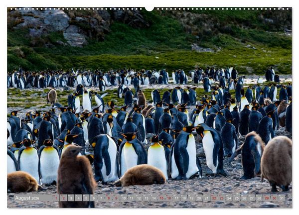 Produktbild: Einfach liebenswert diese Pinguine (hochwertiger Premium Wandkalender 2026 DIN A2 quer), Kunstdruck in Hochglanz