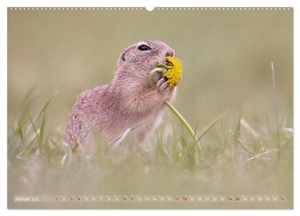Produktbild: Zauberhafte Ziesel (hochwertiger Premium Wandkalender 2026 DIN A2 quer), Kunstdruck in Hochglanz