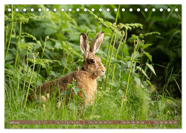 Produktbild: Feldhasen unterwegs in Wald und Flur (Tischkalender 2026 DIN A5 quer), CALVENDO Monatskalender