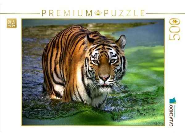 CALVENDO Puzzle Ein Motiv aus dem Kalender Tiger - die leisen Jäger des Dschungels | 500 Teile Lege-Größe 48 × 36 cm Foto-Puzzle für Erwachsene