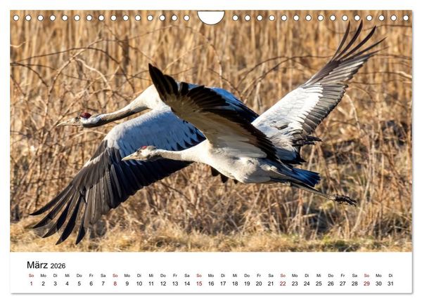Produktbild: Kraniche im Erzgebirge (Wandkalender 2026 DIN A4 quer), CALVENDO Monatskalender