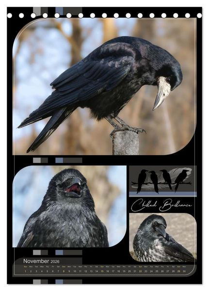 Produktbild: Crows - Through the Seasons (Desk Calendar 2026 DIN A5 portrait), CALVENDO 12 Month DeskCalendar