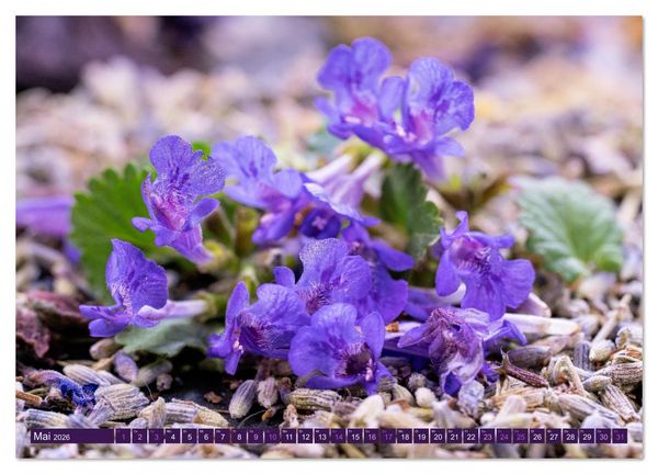 Produktbild: Essbare Bl&uuml;ten aus meinem Garten (Wandkalender 2026 DIN A2 quer), CALVENDO Monatskalender