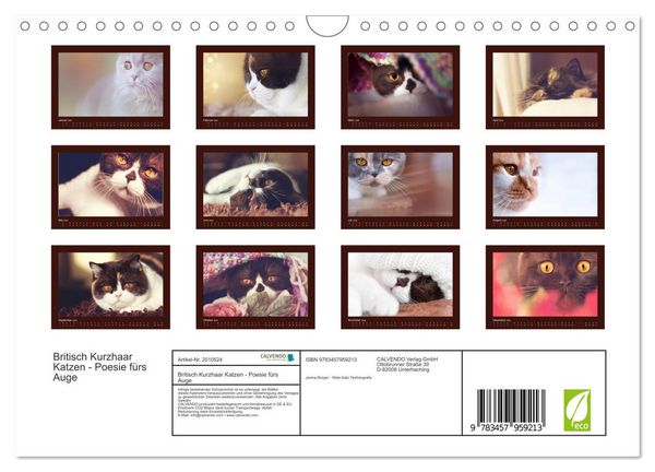 Produktbild: Britisch Kurzhaar Katzen - Poesie f&uuml;rs Auge (Wandkalender 2026 DIN A4 quer), CALVENDO Monatskalender