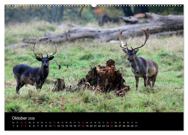 Produktbild: R&uuml;gen (hochwertiger Premium Wandkalender 2026 DIN A2 quer), Kunstdruck in Hochglanz