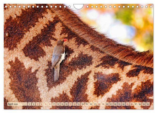 Produktbild: Afrikas Vogelwelt 2026 (Wandkalender 2026 DIN A4 quer), CALVENDO Monatskalender