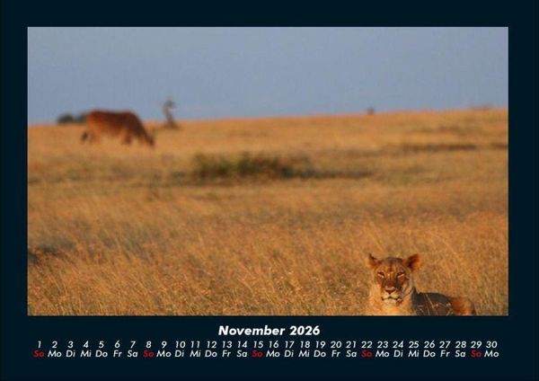 Produktbild: L&ouml;wen in der Wildnis 2026 Fotokalender DIN A4
