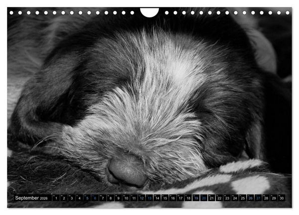 Produktbild: Carissimo Spinone Italiano (Wandkalender 2026 DIN A4 quer), CALVENDO Monatskalender