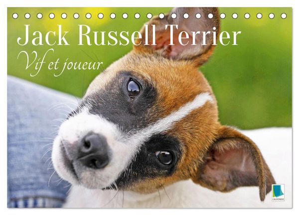 Jack Russell Terrier : vif et joueur (Calendrier de bureau 2026 DIN A5 vertical), CALVENDO calendrier mensuel