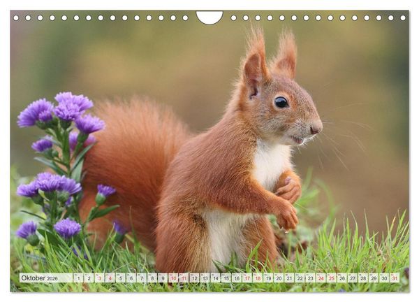 Produktbild: Besondere Augenblicke mit Eichh&ouml;rnchen (Wandkalender 2026 DIN A4 quer), CALVENDO Monatskalender