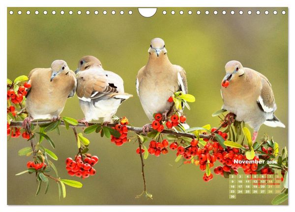 Produktbild: Tauben: vielfarbiges Gefieder und pr&auml;chtige Federkrone (Wandkalender 2026 DIN A4 quer), CALVENDO Monatskalender