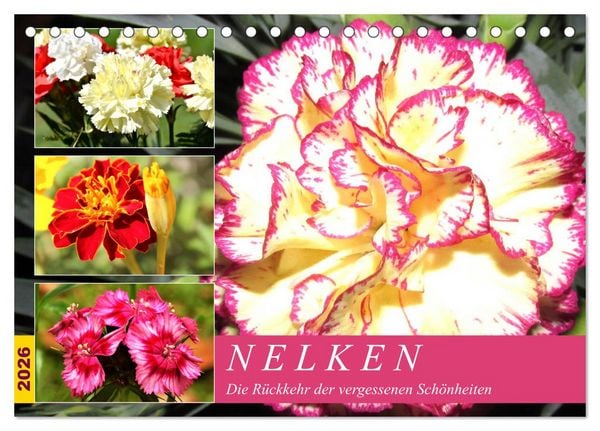 Nelken. Die Rückkehr der vergessenen Schönheiten (Tischkalender 2026 DIN A5 quer), CALVENDO Monatskalender
