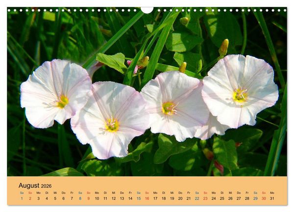 Produktbild: Wildblumen 2026 (Wandkalender 2026 DIN A3 quer), CALVENDO Monatskalender