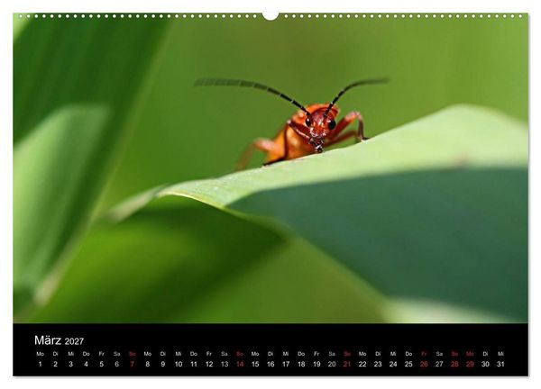 Produktbild: Makro-Kalender 2027 (Wandkalender 2027 DIN A2 quer), CALVENDO Monatskalender