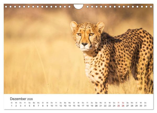 Produktbild: Safari durch Afrika (Wandkalender 2026 DIN A4 quer), CALVENDO Monatskalender