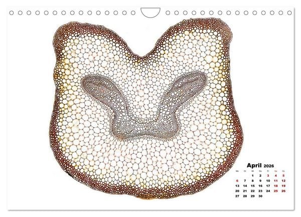 Produktbild: Pflanzen unter dem Mikroskop (Wandkalender 2026 DIN A4 quer), CALVENDO Monatskalender
