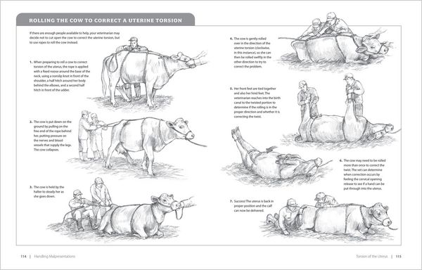 Produktbild: Essential Guide to Calving