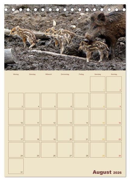 Produktbild: Wildschweine (Tischkalender 2026 DIN A5 hoch), CALVENDO Monatskalender