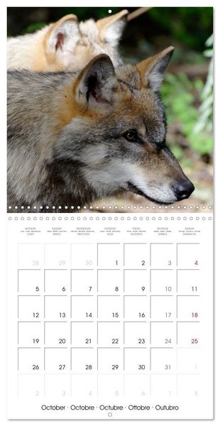 Produktbild: Wolves - fascinating wild animals (Wall Calendar 2026 12 &times; 12 Inch) CALVENDO 12 Month Wall Calendar