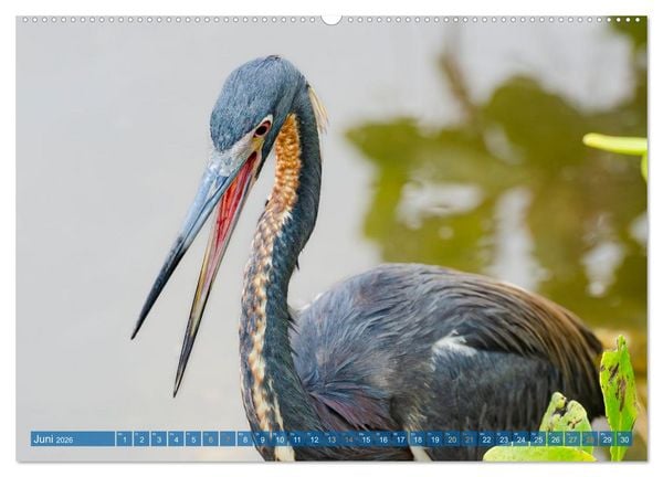 Produktbild: Blaureiher und Dreifarbenreiher (Wandkalender 2026 DIN A2 quer), CALVENDO Monatskalender