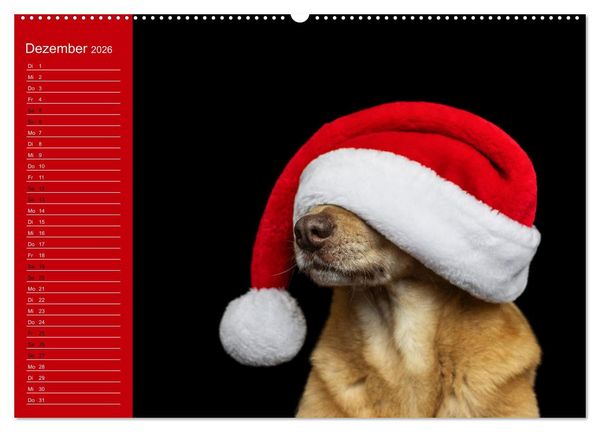 Produktbild: Hunde im Fokus (Wandkalender 2026 DIN A2 quer), CALVENDO Monatskalender