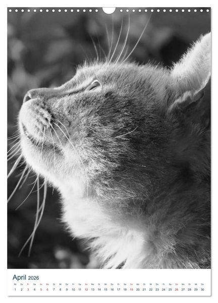 Produktbild: Wilde Katzen - Korsikas Samtpfoten (Wandkalender 2026 DIN A3 hoch), CALVENDO Monatskalender