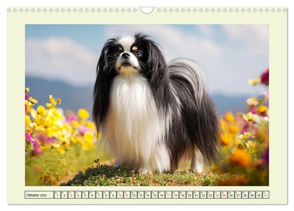 Produktbild: Edle Japan Chins. Zarte Herzen aus Fernost (Wandkalender 2026 DIN A3 quer), CALVENDO Monatskalender