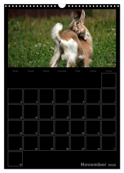 Produktbild: Zwergziegen (Wandkalender 2026 DIN A3 hoch), CALVENDO Monatskalender