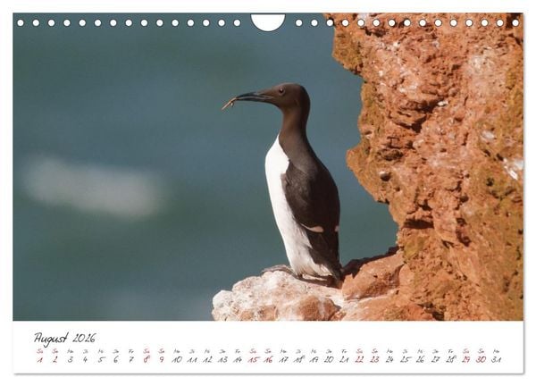 Produktbild: Vogelwelt Helgoland - von Ostfriesenfotografie (Wandkalender 2026 DIN A4 quer), CALVENDO Monatskalender