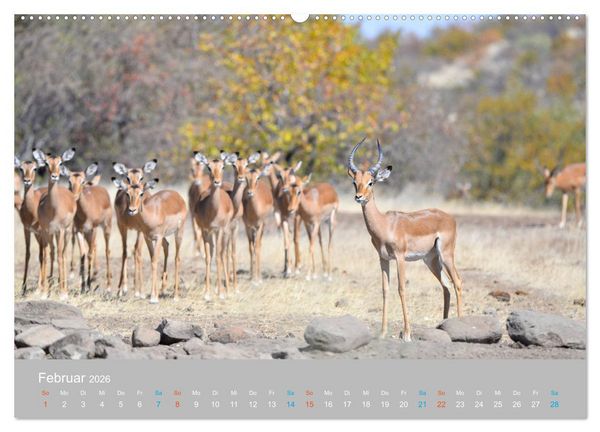 Produktbild: Antilopen, sch&ouml;n und schnell (hochwertiger Premium Wandkalender 2026 DIN A2 quer), Kunstdruck in Hochglanz