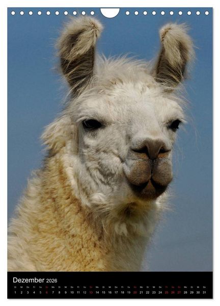 Produktbild: LAMAS (Wandkalender 2026 DIN A4 hoch), CALVENDO Monatskalender