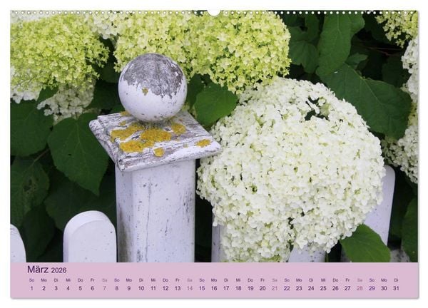 Produktbild: Hortensien 2026. Farbenpr&auml;chtige Impressionen aus dem Garten (Wandkalender 2026 DIN A2 quer), CALVENDO Monatskalender