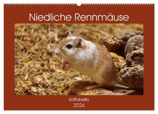 Produktbild: Niedliche Rennm&auml;use (Wandkalender 2026 DIN A2 quer), CALVENDO Monatskalender