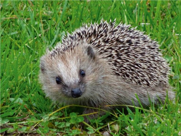 Produktbild: CALVENDO Puzzle Igel 1000 Teile Lege-Gr&ouml;&szlig;e 64 x 48 cm Foto-Puzzle Bild von Kattobello